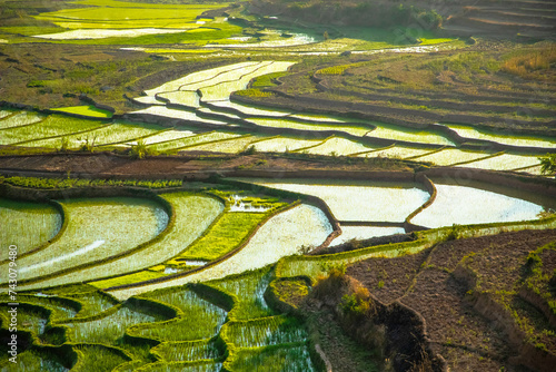 Rice terrasses fields of Madagascar