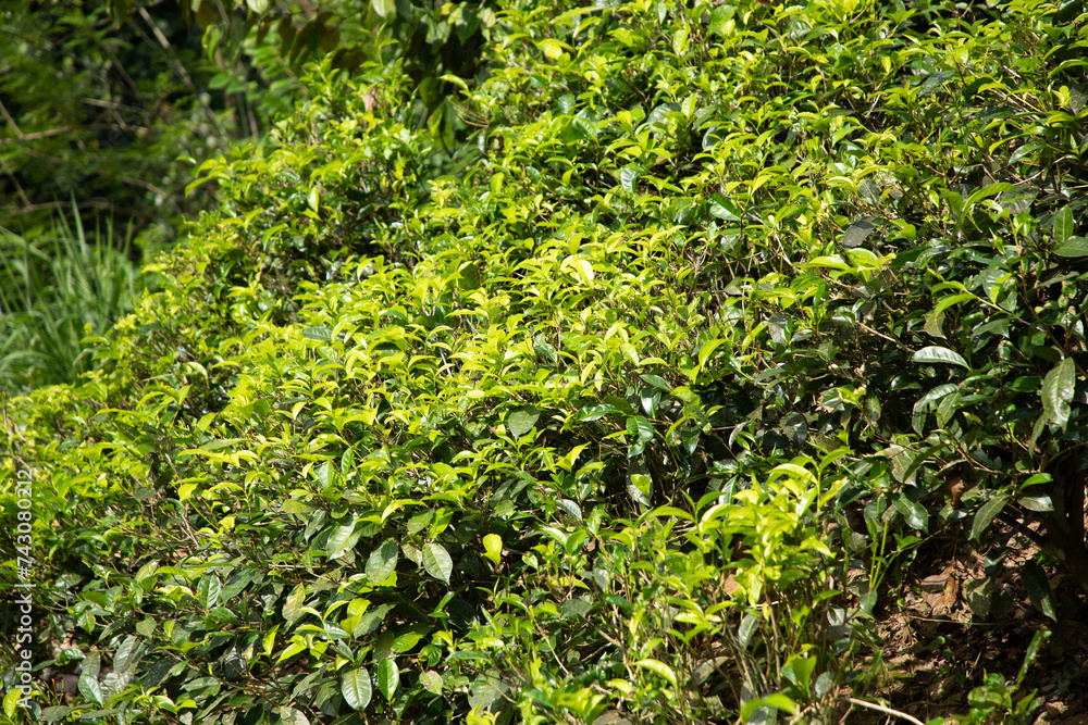 high mountain tea plantation in Sri Lanka high mountain tea plantation in Sri Lanka
