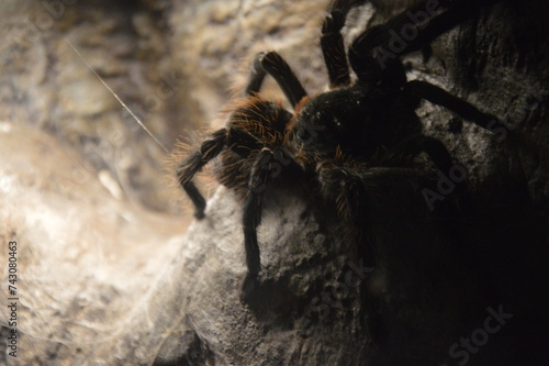 tarantula spider