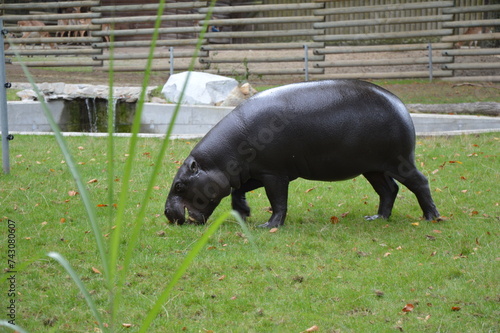 choeropsis liberiensis, pygmy hippopotamus