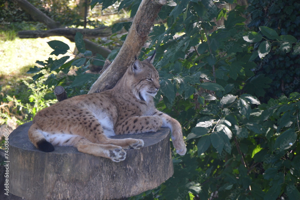 Fototapeta premium wild cat on the tree