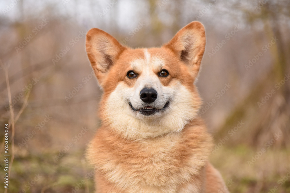 Pembroke Welsh Corgi dog looks at the camera and smiles. Face close up