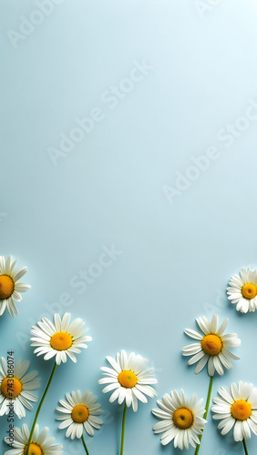 Daisy flower background. 