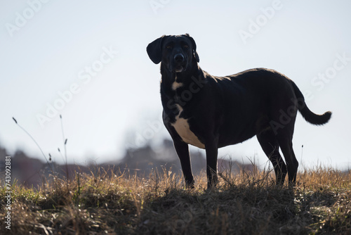 A large street dog stands on the rampart and observes the surroundings. A black dog poses for a photographer.
 photo