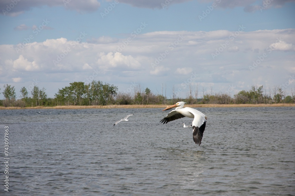 Naklejka premium pelicans in flight