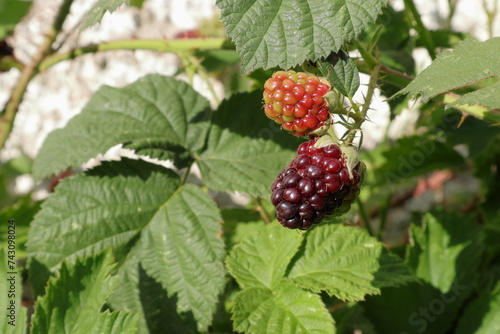 Swedish blackberry. Garden photo one summer day. Sweden 2023.