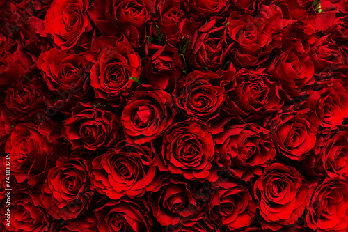 Background of dark red roses. Top view. The concept of love. Women's day