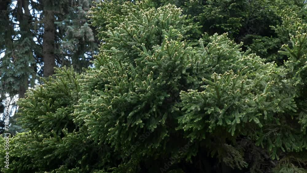 Young soft needles grew on spruce branches. background with needles. Spruce surrounded by large conifers. Spring morning. Beautiful landscape. Coniferous trees in the botanical garden. High quality 4k Young soft needles grew on spruce branches. background with needles. Spruce surrounded by large conifers. Spring morning. Beautiful landscape. Coniferous trees in the botanical garden. High quality 4k