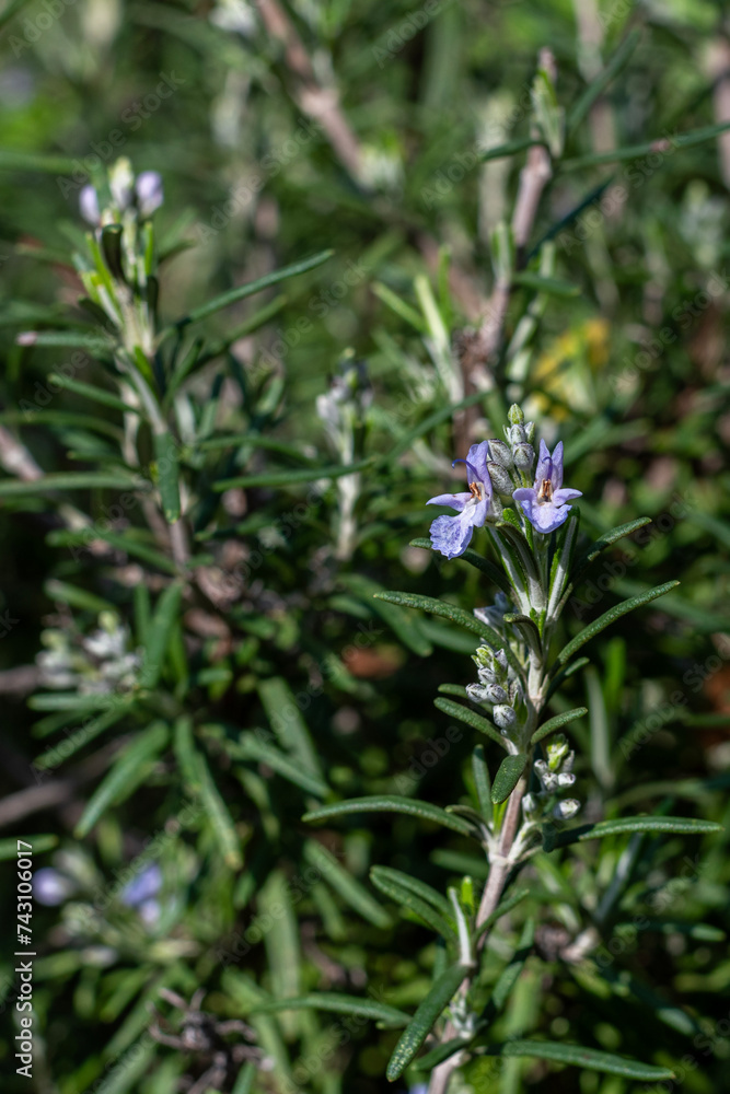 Close up of the small flower of the Rosemary bush, scientific name Rosemary.
