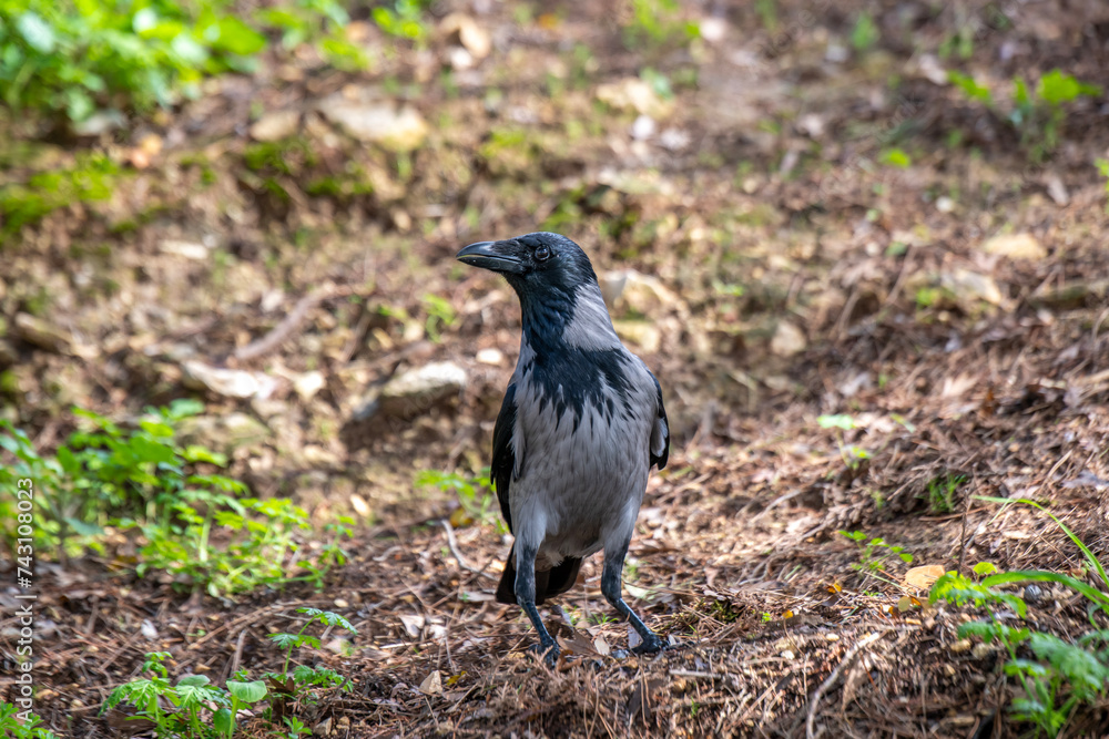 Close up of a grey and black Hooded Crow in Israel also called scald