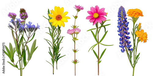 Spring flowers isolated on transparent or white background generative 