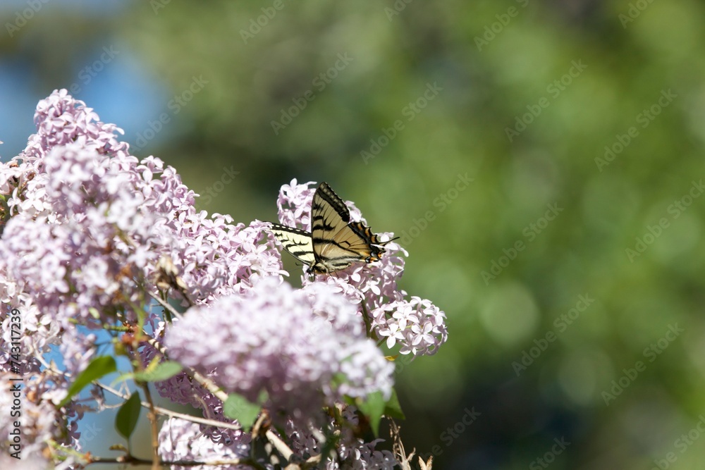 closeup yellow butterfly on lilac flowers closeup yellow butterfly on lilac flowers