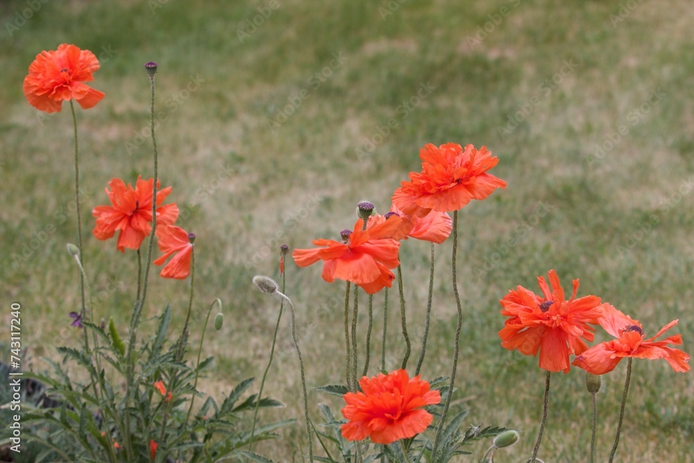 Obraz premium red poppy flowers