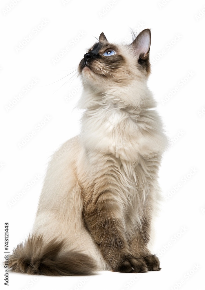 Cute Ragdoll cat sitting in front and looking up isolated on white background, studio shot, funny animal.