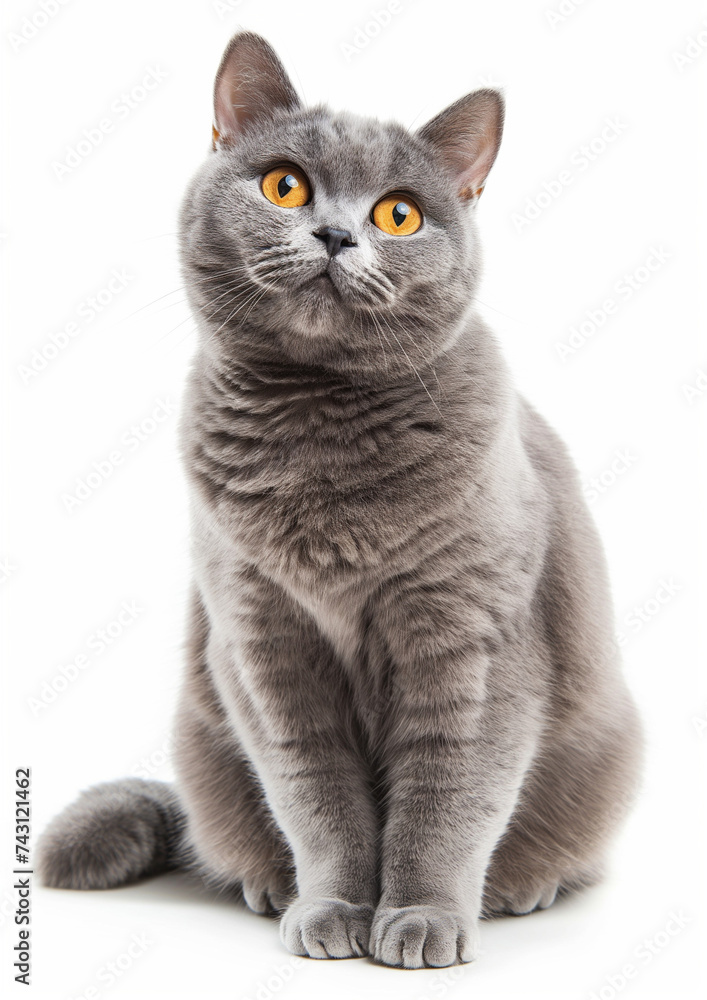Gray English short hair cat kitten sitting and looking to the camera isolated on white background.