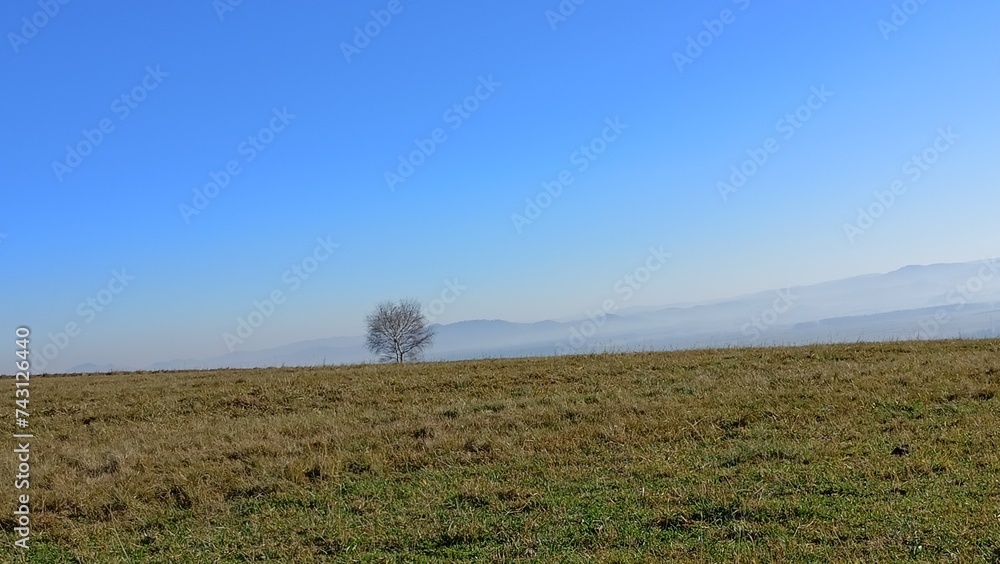 Obraz premium samotny 