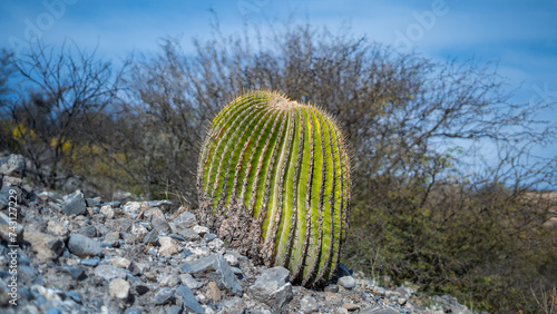 EL Altiplano de México, con sus plantas cactáceas tipicas de esta región photo