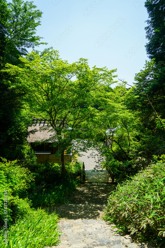Naklejka premium 新緑が美しい初夏の日向大神宮の境内風景