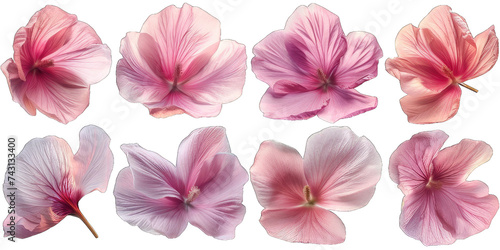 Rose petals isolated on transparent or white background generative