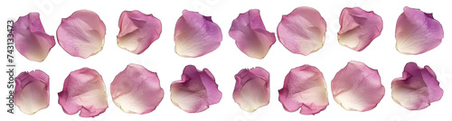 Rose petals isolated on transparent or white background generative