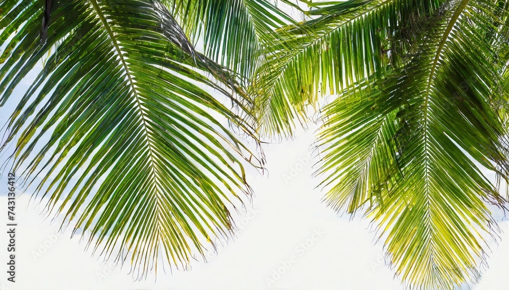 tropical beach coconut palm tree leaves isolated on white background green palm fronds layout for summer and tropical nature concepts