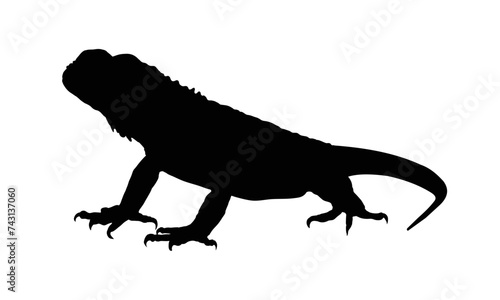 lizard silhouette - vector illustration © KR Studio