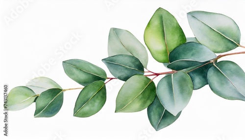 botanical watercolor illustration of eucalyptus isolated on white backgrounds illustration for wedding stationary greetings textile illustration photo