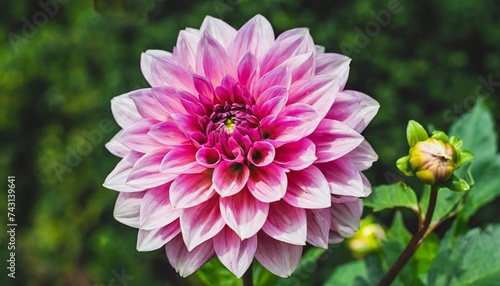 pink dahlia flower on isolated background with clipping path for design closeup transparent background nature