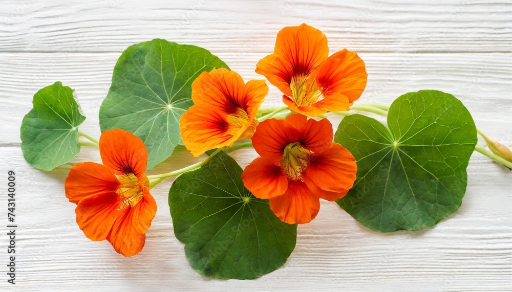 bouquet of orange nasturtium flowers isolated on white background flat lay top view