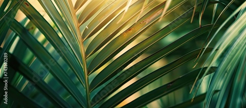 Detailed close-up shot of a palm leaf against a bright sun  showcasing intricate patterns and textures. The sunlight creates a stunning silhouette of the leaf.