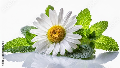 chamomile or camomile flowers with mint leaves isolated on white background