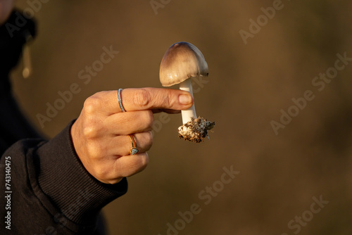Mushrooms freshly plucked from the ground. Mushrooms in human hands