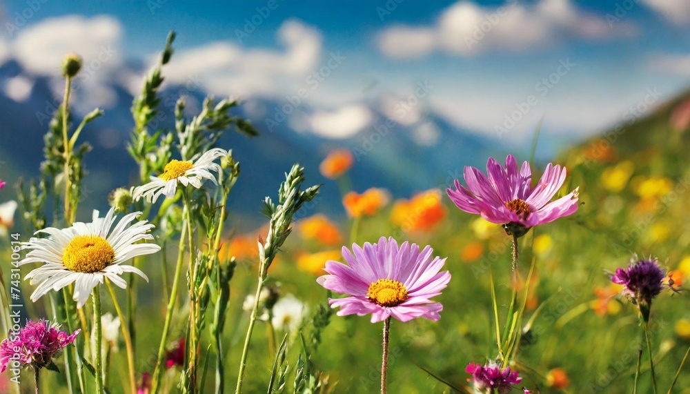 set of wild flowers set of wild flowers