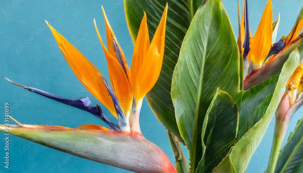 tropical exotic flower closeup of bird of paradise or strelitzia reginae bouquet blooming on blue background tropical exotic flower closeup of bird of paradise or strelitzia reginae bouquet blooming on blue background