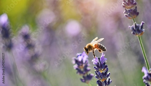 honey bee pollinating lavender flowers plant decay with insects blurred summer background of lavender flowers with bees beautiful wallpaper soft focus lavender field bee flying over flower