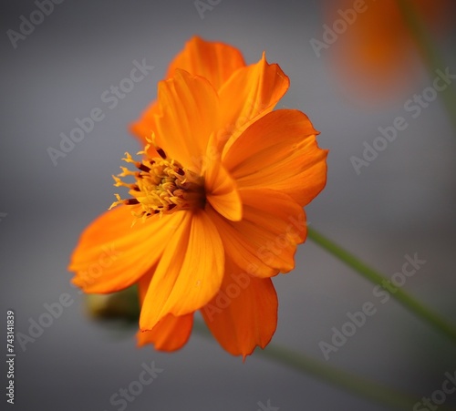 orange flower on black background