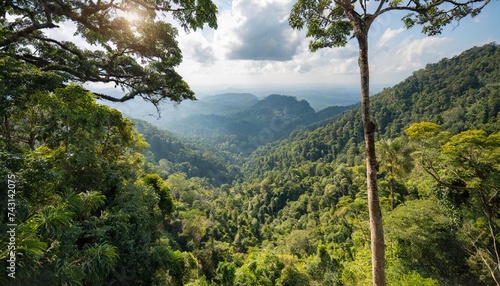 tropical forests can absorb large amounts of carbon dioxide from the atmosphere