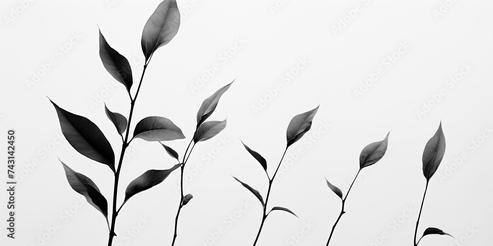 Black and white illustration of plant leaf branch decorative background view - obrazy, fototapety, plakaty 