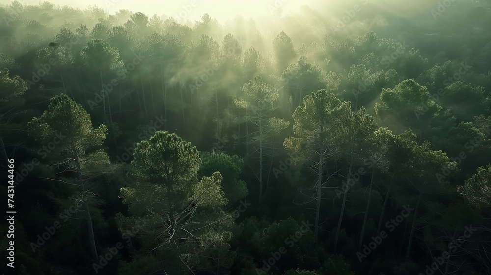 Foggy forest, drone shot Foggy forest, drone shot