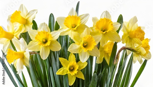 yellow daffodils isolated on white background