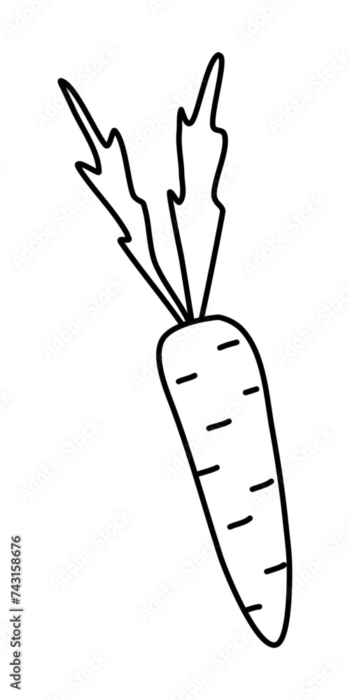 Fresh crunchy carrot with leaves, spring time doodle style flat vector outline for coloring book Fresh crunchy carrot with leaves, spring time doodle style flat vector outline for coloring book
