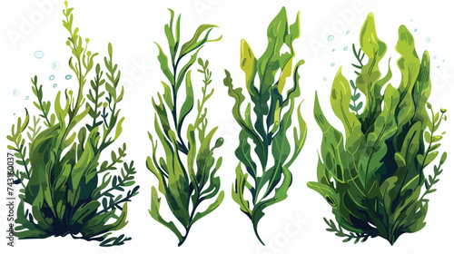 Set of seaweed plants cartoon vector illustration