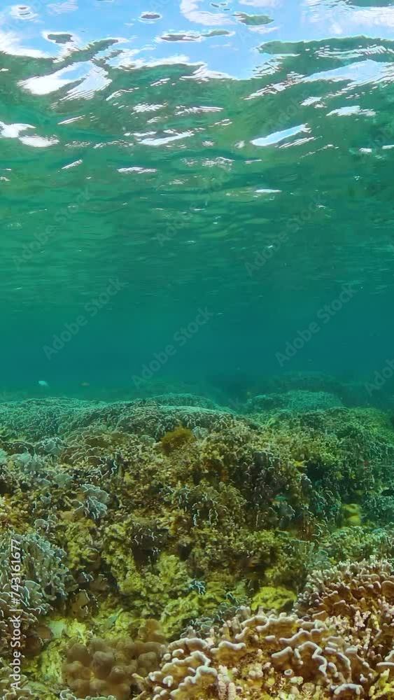 Under the sea life scene. Coral garden and fishes, seascape. Vertical view. Under the sea life scene. Coral garden and fishes, seascape. Vertical view.