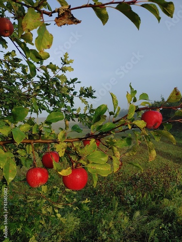 Naklejka red apples
