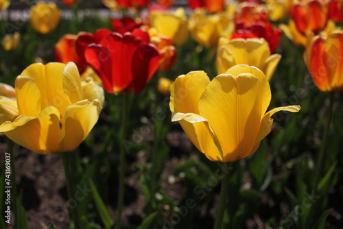 yellow and red tulips