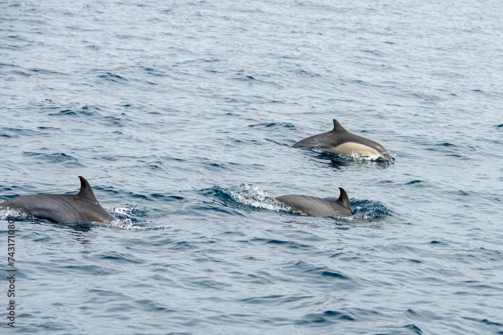 Obraz premium A group of Short-beaked common dolphins, swimming in the Pacific ocean in California