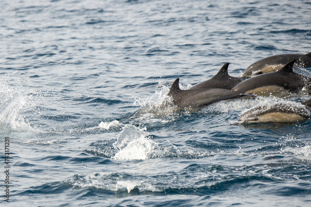Fototapeta premium Short-beaked common dolphins swimming in Pacific ocean in California