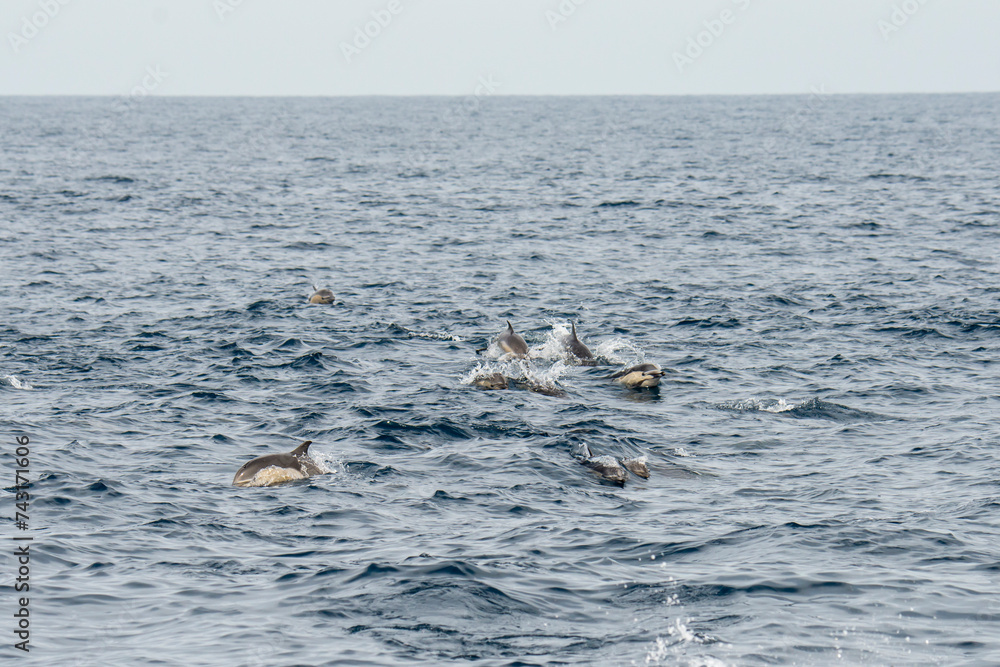 Fototapeta premium A group of Short-beaked common dolphins swimming in Pacific ocean in California