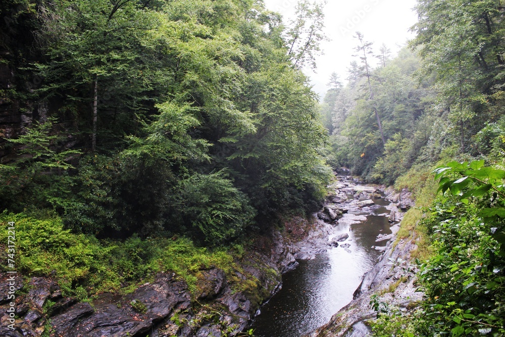 river in the forest river in the forest