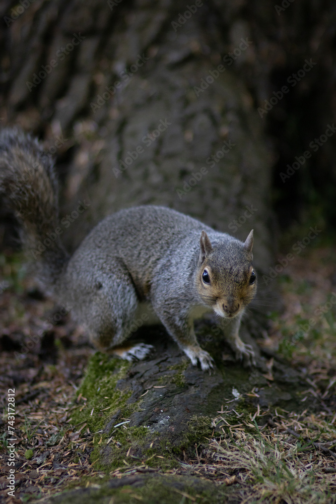 Naklejka premium Squirrel at the Foot of a Tree